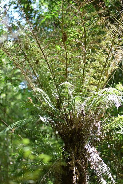 Dicksonia sellowiana, photographed by veronica
