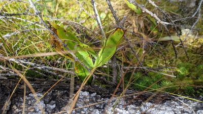 Maianthemum trifolium, photographed by alicia penney