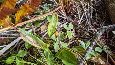 Maianthemum trifolium, photographed by alicia penney