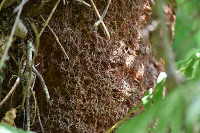 Dicksonia sellowiana, photographed by veronica