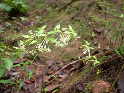 Bouvardia multiflora, photographed by Neptalí Ramírez Marcial