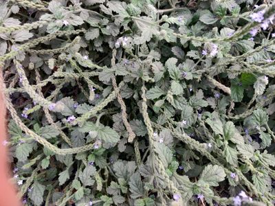 Verbena lasiostachys, photographed by Alexander Wentworth