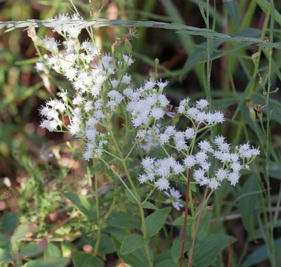 Ageratina aromatica