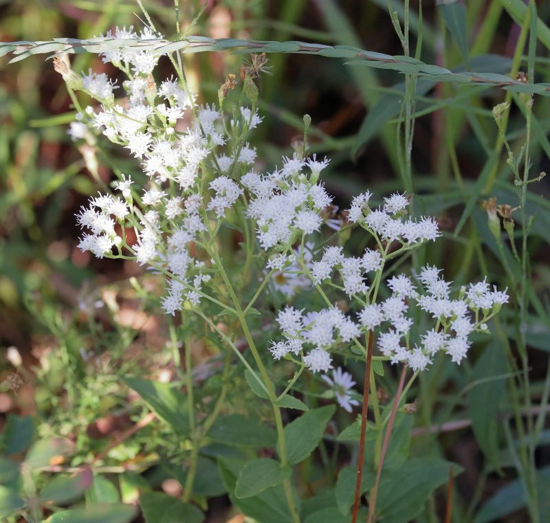 Ageratina aromatica, photographed by Lauren McLaurin