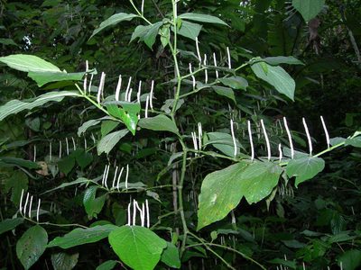 Piper jacquemontianum, photographed by Neptalí Ramírez Marcial