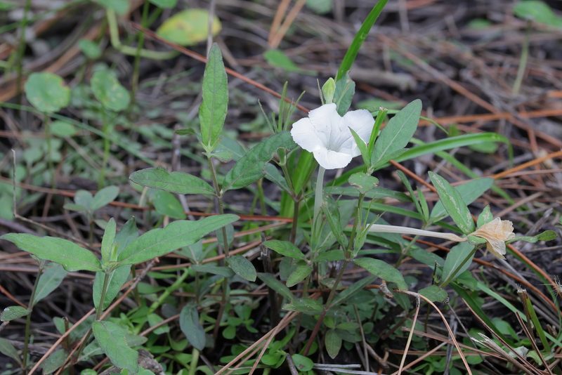 Ruellia noctiflora, photographed by Lauren McLaurin
