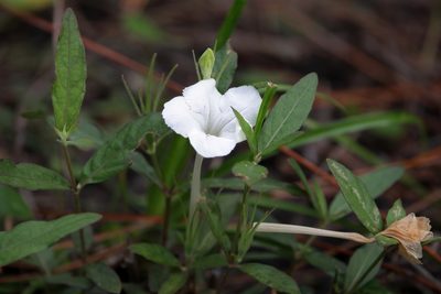 Ruellia noctiflora, photographed by Lauren McLaurin
