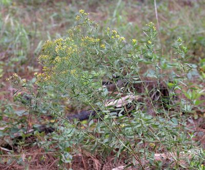Euthamia scabra, photographed by Lauren McLaurin