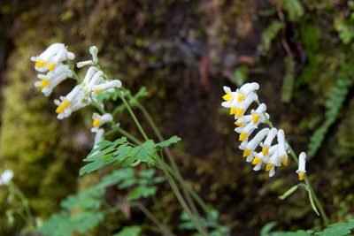 Pseudo-fumaria alba, photographed by Paul Asman