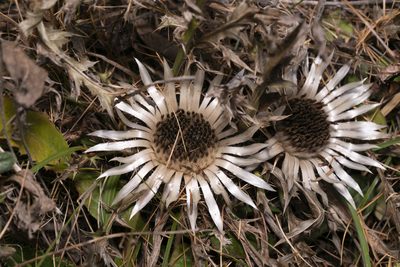 Carlina acaulis, photographed by Eleftherios Katsillis