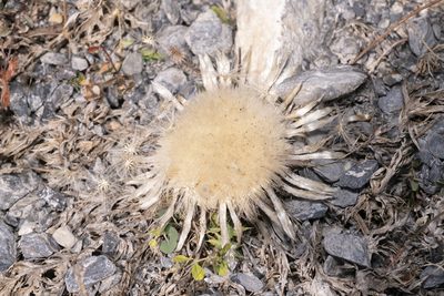 Carlina acaulis, photographed by Eleftherios Katsillis