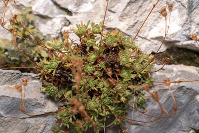 Saxifraga moschata, photographed by Eleftherios Katsillis