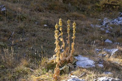 Gentiana lutea, photographed by Eleftherios Katsillis