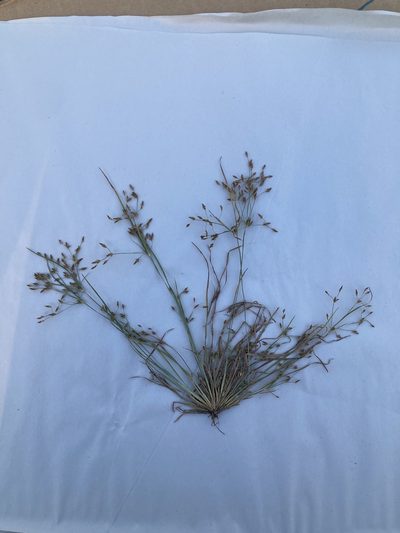 Fimbristylis autumnalis, photographed by John Michael