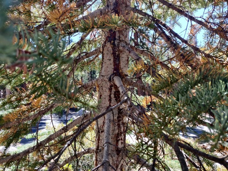 Abies magnifica, photographed by Alexander Wentworth