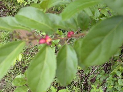 Casearia aculeata, photographed by Neptalí Ramírez Marcial
