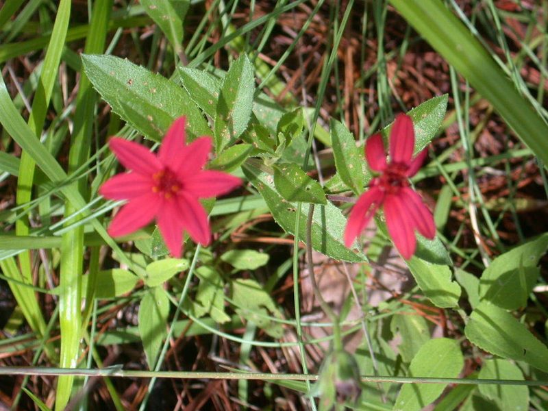 Wedelia purpurea, photographed by Neptalí Ramírez Marcial
