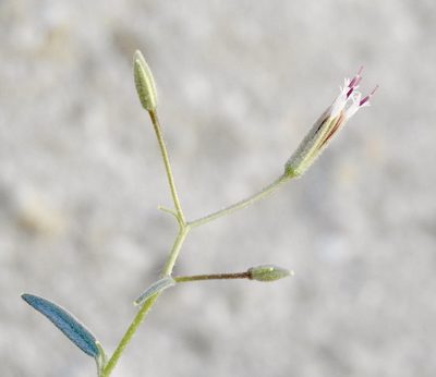 Palafoxia arida, photographed by Diana