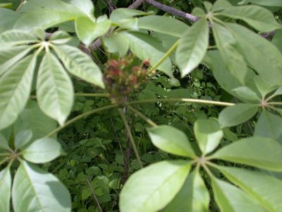 Godmania aesculifolia, photographed by Neptalí Ramírez Marcial