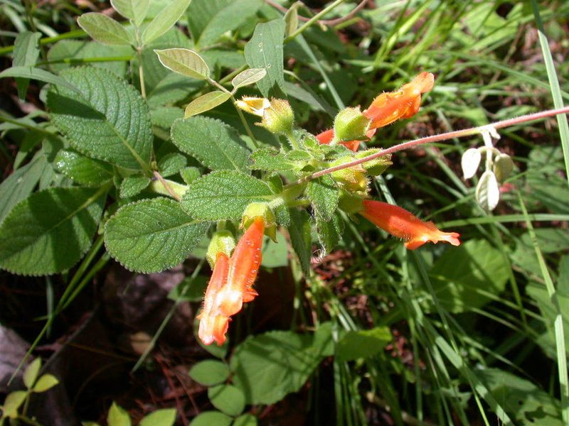 Sinningia incarnata, photographed by Neptalí Ramírez Marcial
