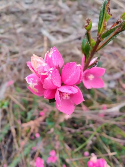 Boronia serrulata, photographed by Nathan Ruser