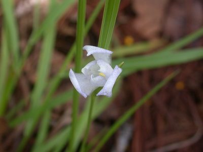 Cipura campanulata, photographed by Neptalí Ramírez Marcial