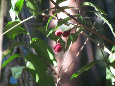 Guarea macrophylla, photographed by Matias Cabezas