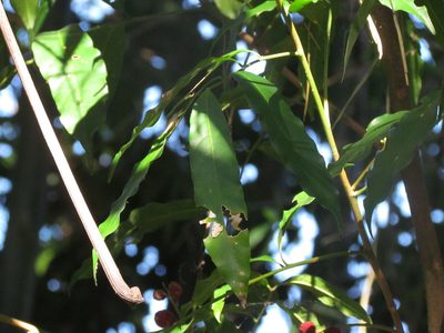 Guarea macrophylla, photographed by Matias Cabezas