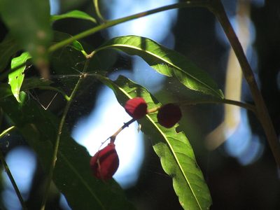 Guarea macrophylla, photographed by Matias Cabezas