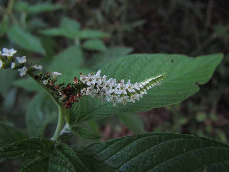 Heliotropium transalpinum, photographed by Matias Cabezas