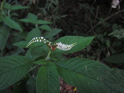 Heliotropium transalpinum, photographed by Matias Cabezas