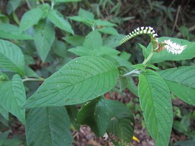 Heliotropium transalpinum, photographed by Matias Cabezas