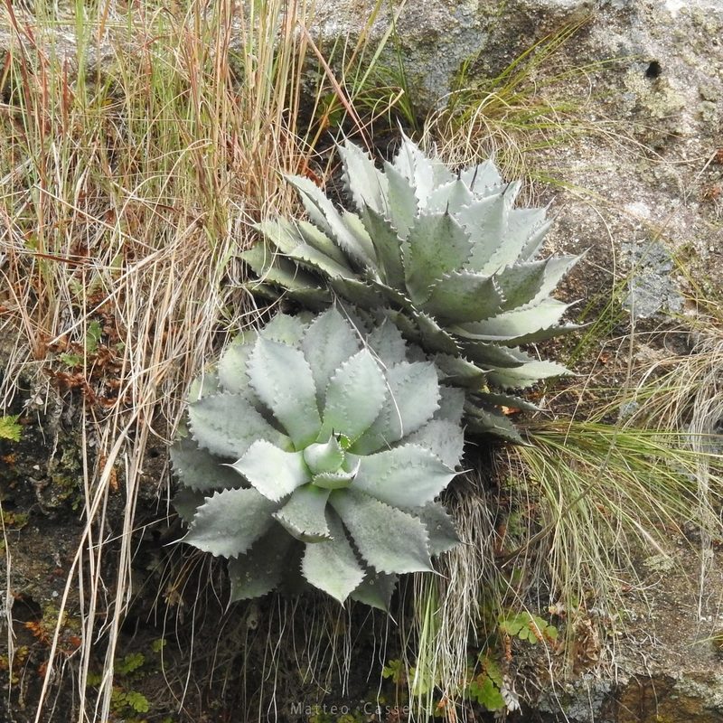 Agave seemanniana, photographed by Matteo Cassella