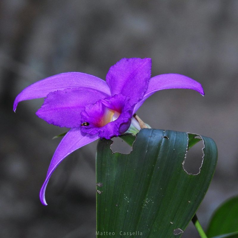 Sobralia macdougallii, photographed by Matteo Cassella