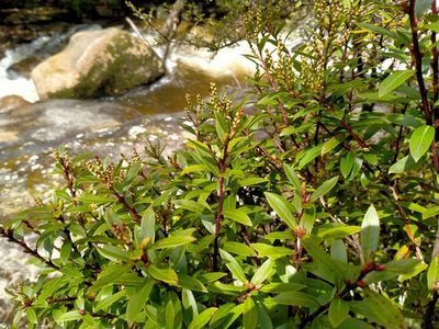 Gaultheria rupestris, photographed by John Barkla