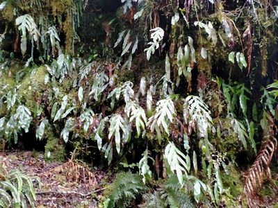 Austroblechnum colensoi, photographed by John Barkla