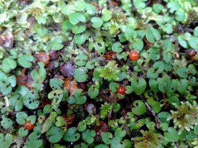 Nertera villosa, photographed by John Barkla