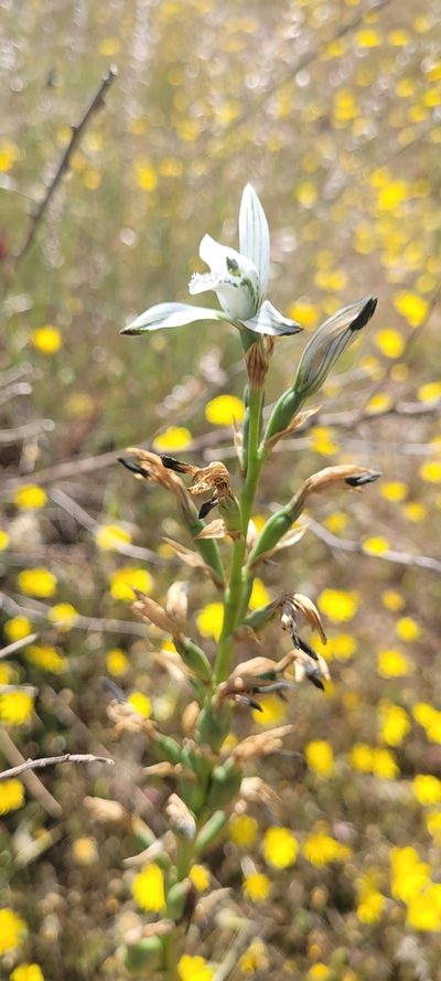 Chloraea multiflora, photographed by Darío De la Fuente