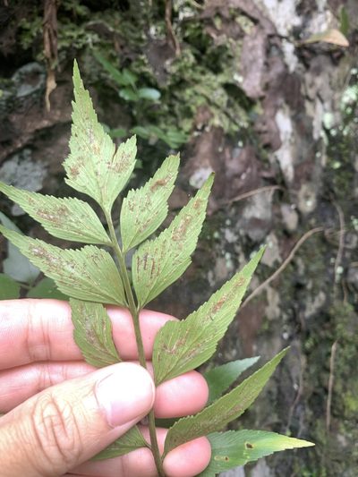 Asplenium falcatum, photographed by 呂一起(Lyu yi-chi)