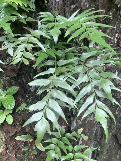 Asplenium falcatum, photographed by 呂一起(Lyu yi-chi)