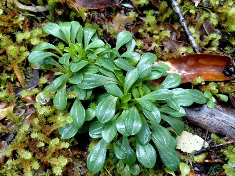 Gentianella spenceri, photographed by John Barkla