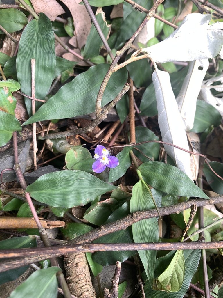 Cyanotis kawakamii, photographed by 呂一起(Lyu yi-chi)