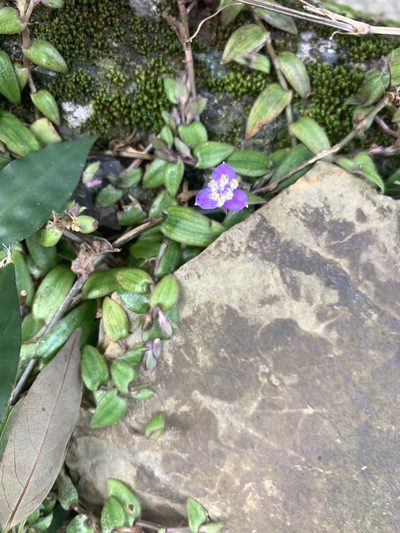 Cyanotis kawakamii, photographed by 呂一起(Lyu yi-chi)