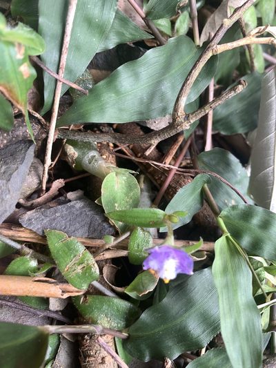 Cyanotis kawakamii, photographed by 呂一起(Lyu yi-chi)