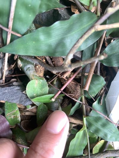 Cyanotis kawakamii, photographed by 呂一起(Lyu yi-chi)