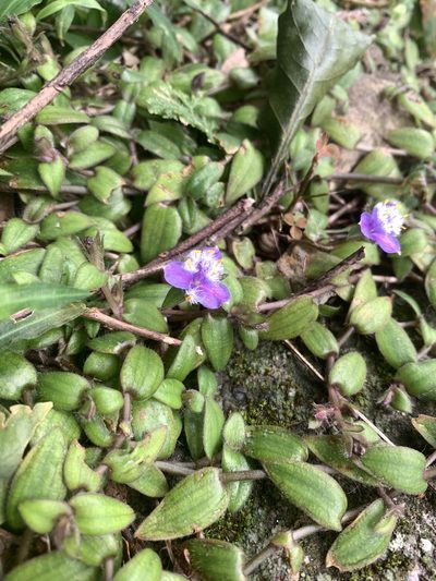 Cyanotis kawakamii, photographed by 呂一起(Lyu yi-chi)