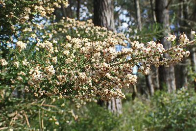 Erica scabriuscula, photographed by Di Turner