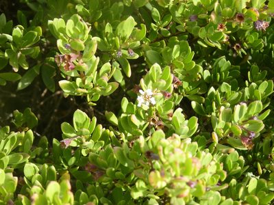 Pemphis acidula, photographed by Ben
