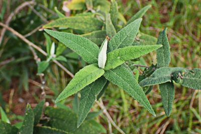 Buddleja salviifolia, photographed by Di Turner