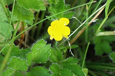 Ranunculus multifidus, photographed by Di Turner